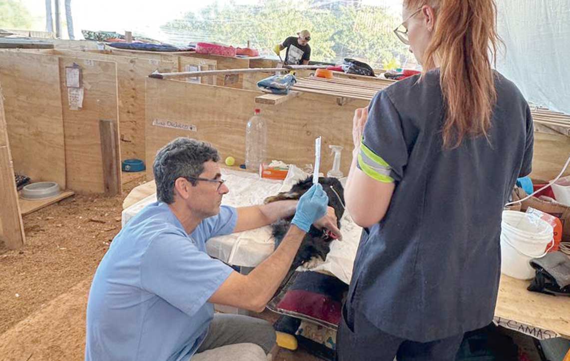 Marco cruza o estado nos finais de semana para tratar animais vítimas de doenças decorrentes das águas contaminadas